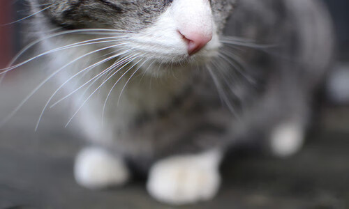 新航路开辟者，葡萄牙踏平秘鲁，奥斯梅恩展现巨星价值