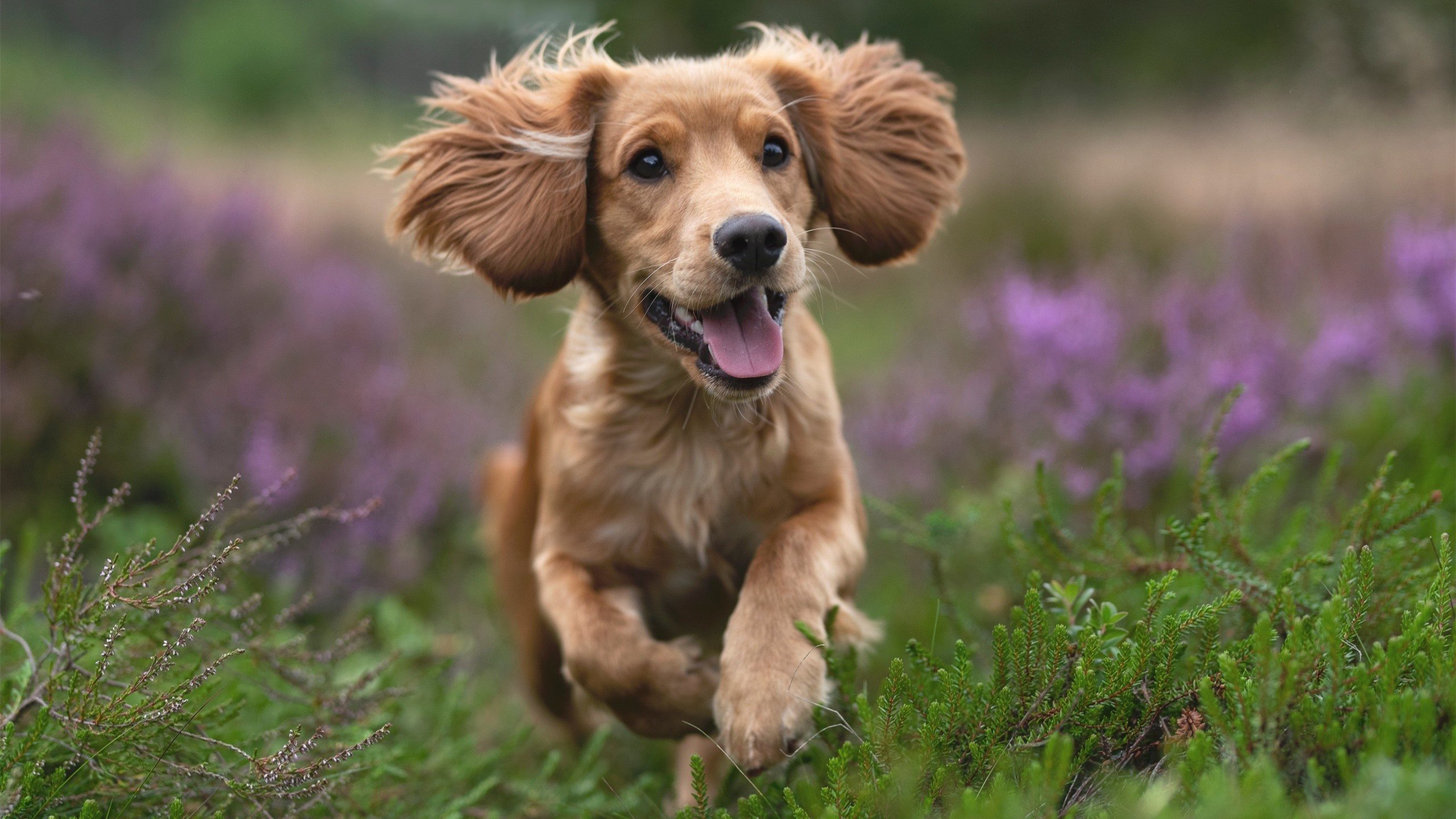死敌游戏,拉梅洛三记致命三分,击碎波士顿最后的骄傲