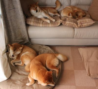 跨越太平洋的篮球心跳,霍勒迪一肩扛起独行侠,击碎天山铁壁