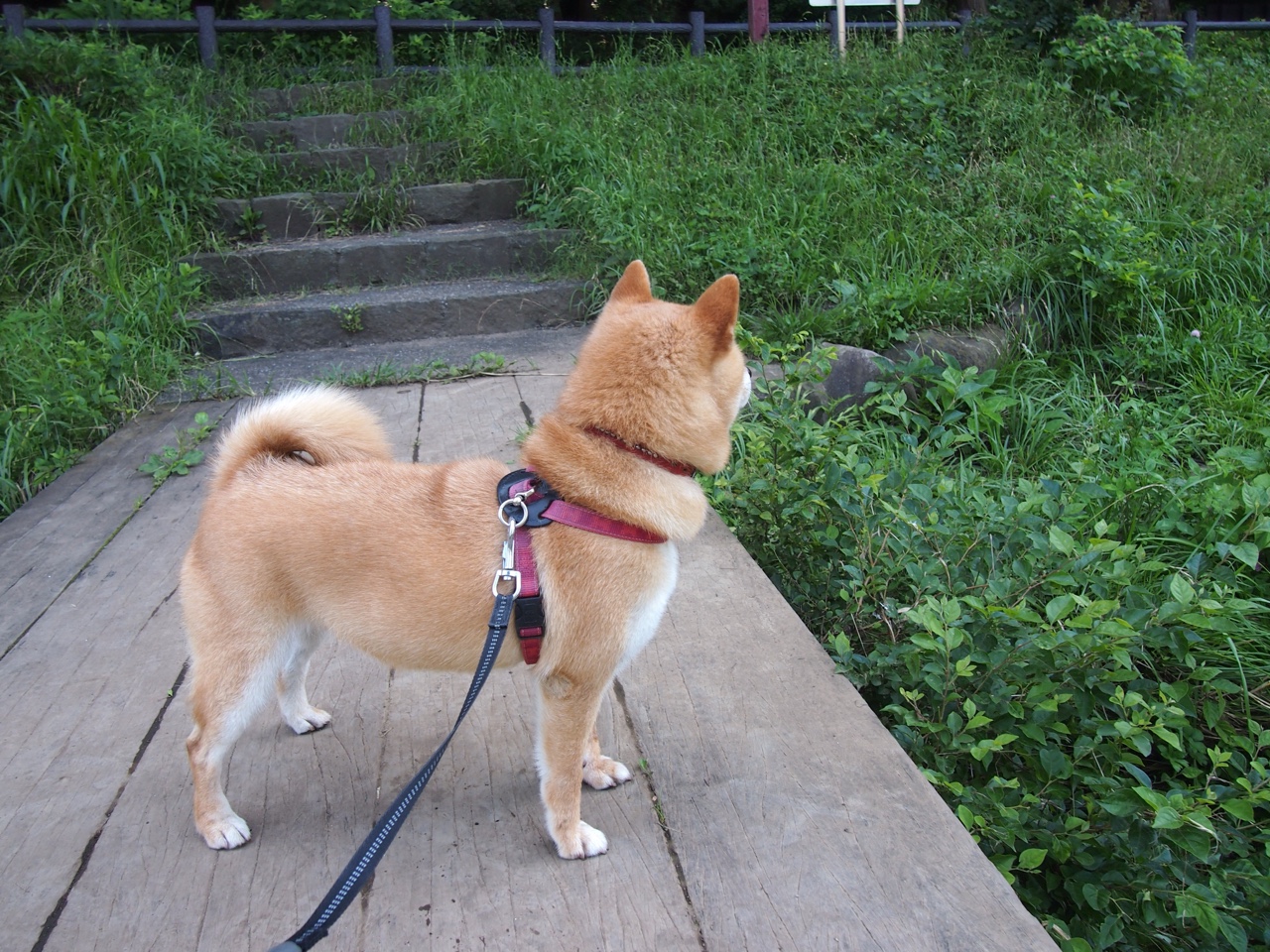 唯一性闪耀时刻,当勇士横越天山,马克西照亮欧陆—竞技体育的不可复刻之夜