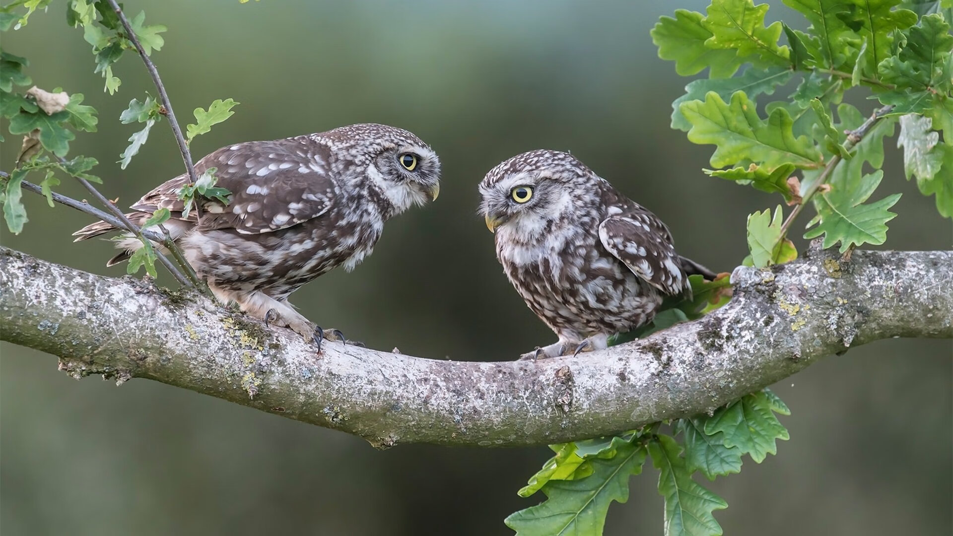 圣保罗降临休斯顿，一记老将的控场交响乐