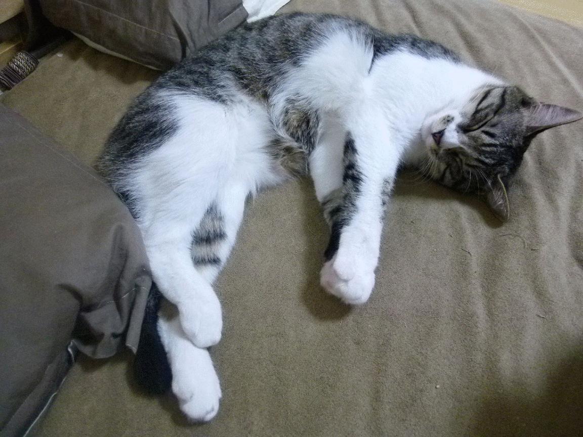 冰封火山口上的火焰，莱万如何用一场比赛重新定义冰岛足球