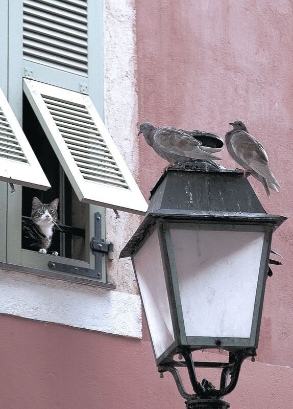 天鹅绒与钢铁，当贝林厄姆的爆发唤醒马拉多纳幽魂，石油资本在时空裂缝中震颤