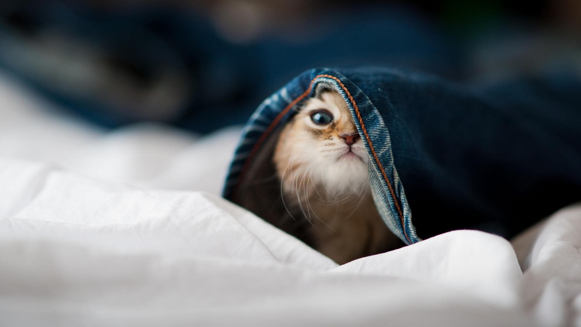 欧文一锤定音，山西队怒撕关键战必软标签，斩落东北虎！