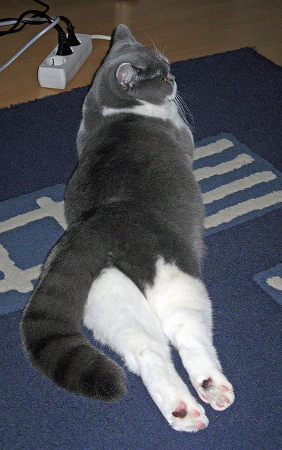 年度焦点之战,马拉喀什之殇,欧洲铁骑碾碎非洲雄狮