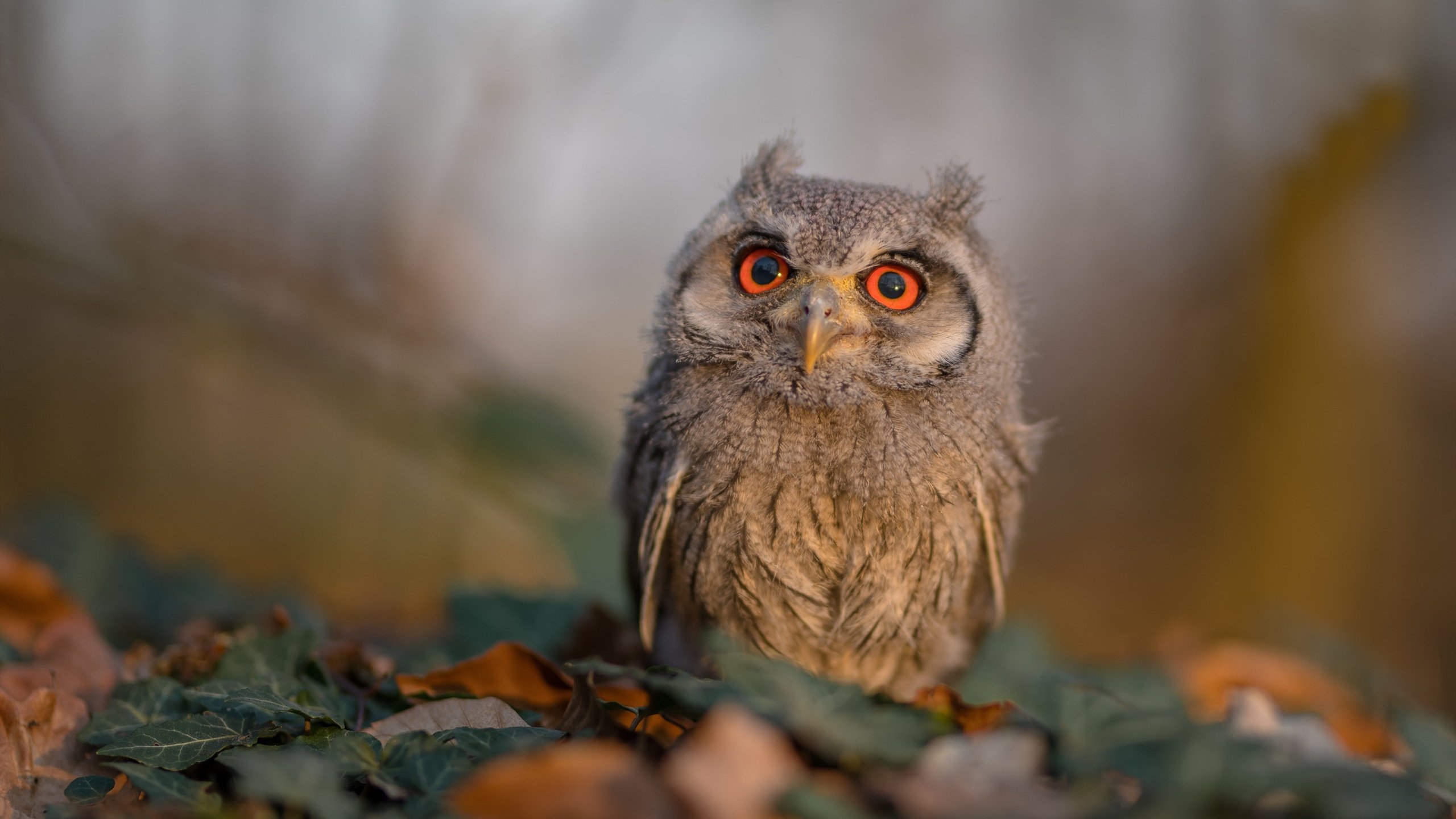 范戴克一击点燃赛场,南非铁血防线强势击溃德国战车晋级!