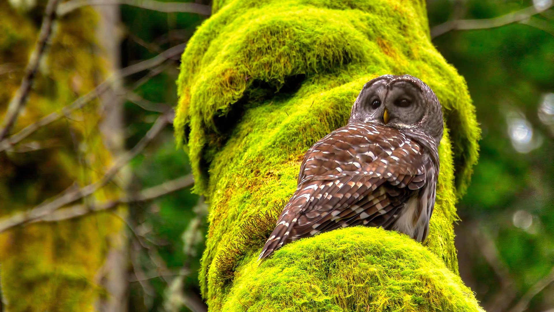 巨鲸陨落，鲸落万物生，当开拓者用利拉德的惊世绝杀肢解雷霆王朝幻梦