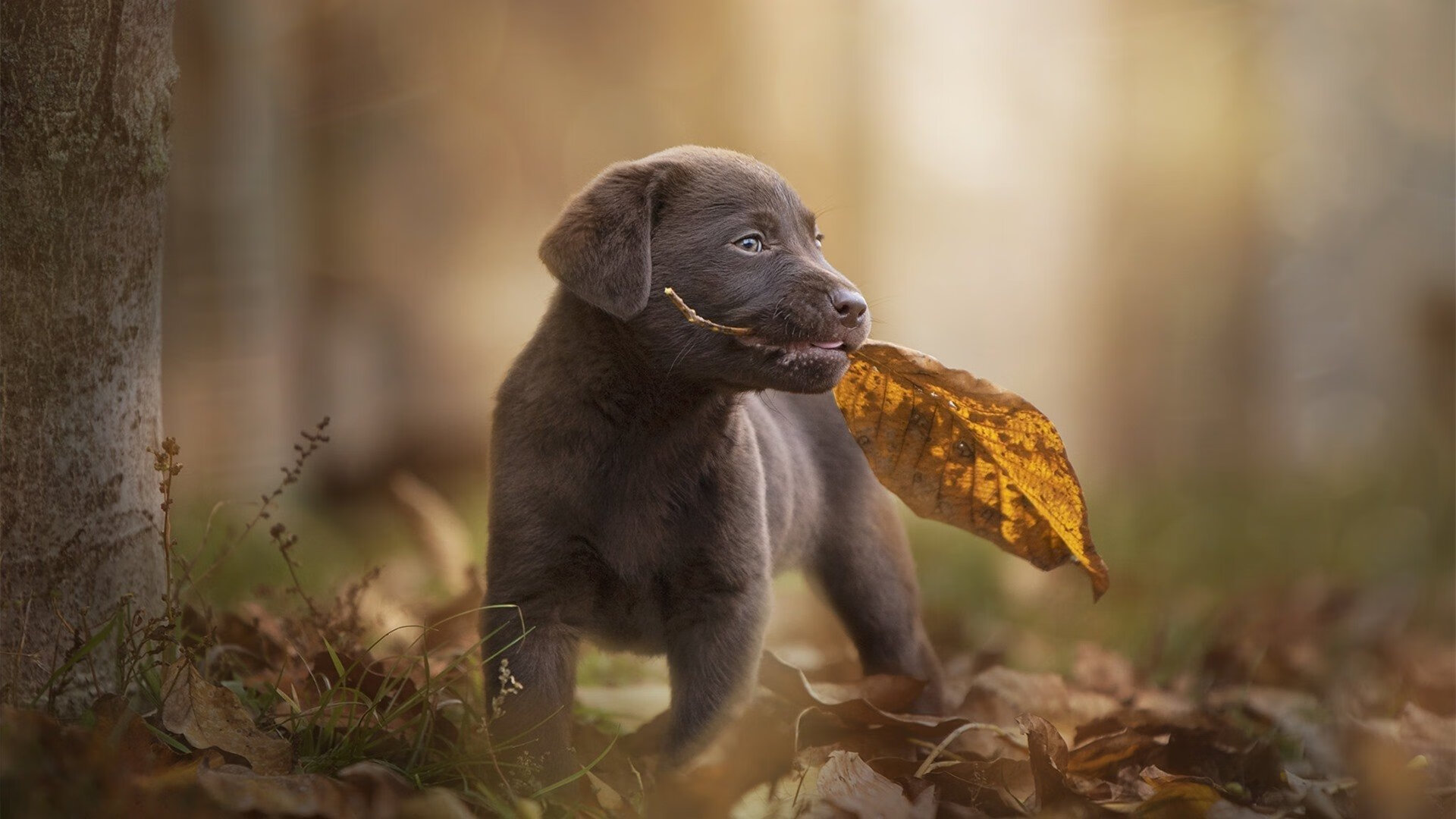 澳大利亚踏平乌拉圭，孔德硬仗之王的封神之战