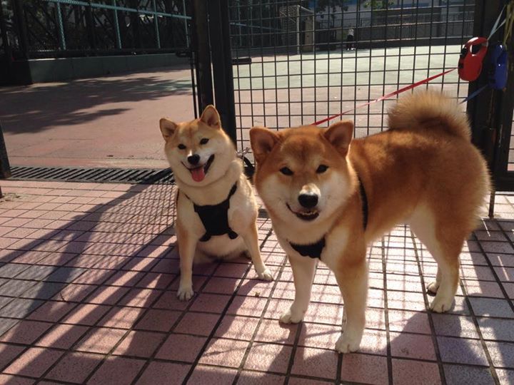 诗人有约，当迪巴拉的脚尖在伯纳乌写下波斯十四行诗