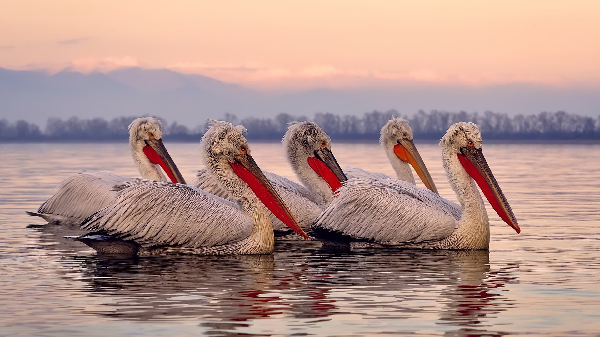 双城记，奥运周期下，北京淬火之战力克吉林