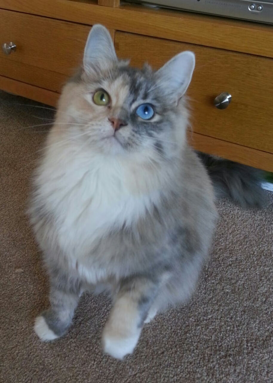 三小时内的双城记，斗牛士之城与北境之王的血色黎明