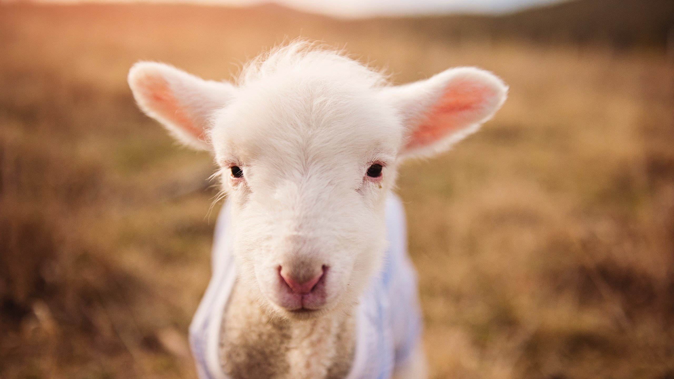 唯一先生！巴雷拉一锤定音，克罗地亚艺术性压制燃爆全场