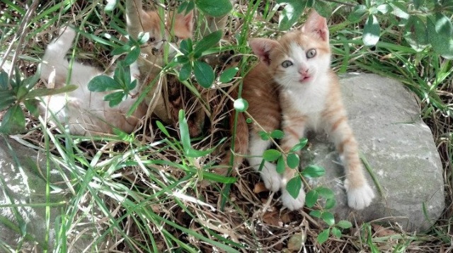 双线风暴，久保建英西甲炫技引爆亚洲之光，切尔西铁血攻克马德里续写欧冠雄心